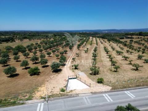 Quinta rural com olival, com uma área de 42,480m2 vaqueiros, santarém