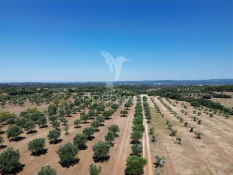 Quinta rural com olival, com uma área de 42,480m2 vaqueiros, santarém