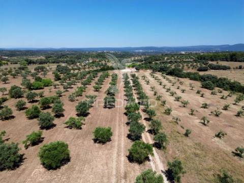 Quinta rural com olival, com uma área de 42,480m2 vaqueiros, santarém