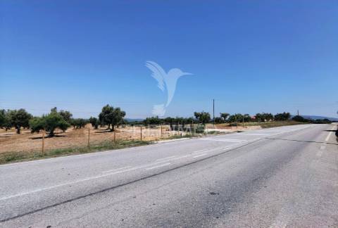 Quinta rural com olival, com uma área de 42,480m2 vaqueiros, santarém