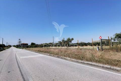 Quinta rural com olival, com uma área de 42,480m2 vaqueiros, santarém