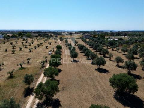 Quinta rural com olival, com uma área de 42,480m2 vaqueiros, santarém