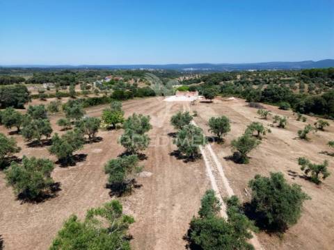 Quinta rural com olival, com uma área de 42,480m2 vaqueiros, santarém