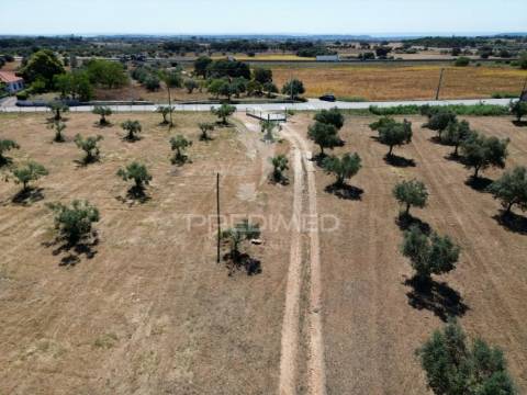 Quinta rural com olival, com uma área de 42,480m2 vaqueiros, santarém