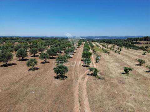 Quinta rural com olival, com uma área de 42,480m2 vaqueiros, santarém