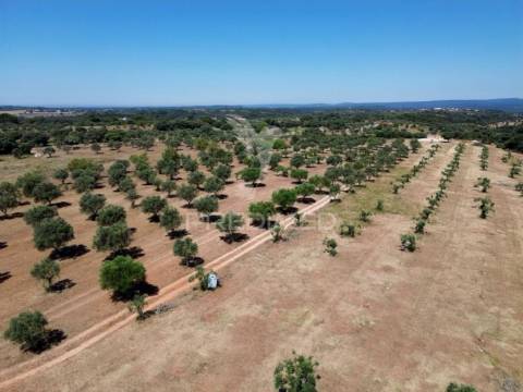 Quinta rural com olival, com uma área de 42,480m2 vaqueiros, santarém