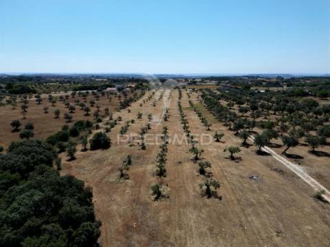 Quinta rural com olival, com uma área de 42,480m2 vaqueiros, santarém