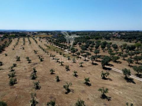 Quinta rural com olival, com uma área de 42,480m2 vaqueiros, santarém