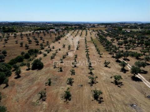 Quinta rural com olival, com uma área de 42,480m2 vaqueiros, santarém