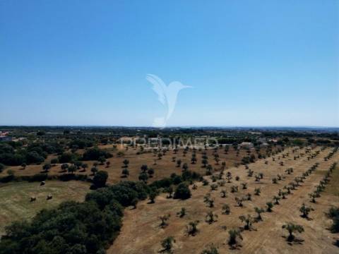 Quinta rural com olival, com uma área de 42,480m2 vaqueiros, santarém