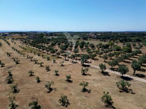 Quinta rural com olival, com uma área de 42,480m2 vaqueiros, santarém