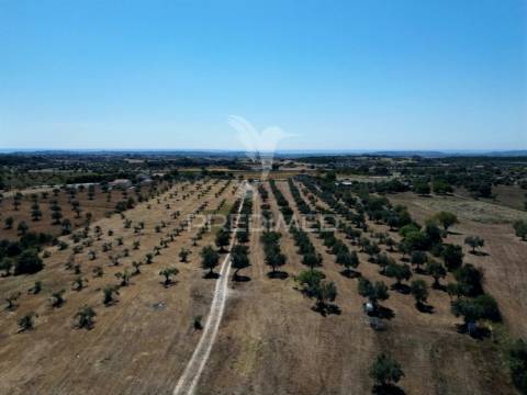 Quinta rural com olival, com uma área de 42,480m2 vaqueiros, santarém