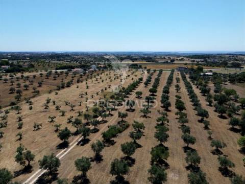 Quinta rural com olival, com uma área de 42,480m2 vaqueiros, santarém