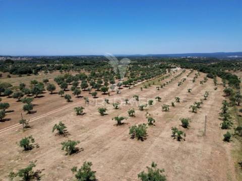 Quinta rural com olival, com uma área de 42,480m2 vaqueiros, santarém