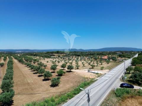 Quinta rural com olival, com uma área de 42,480m2 vaqueiros, santarém