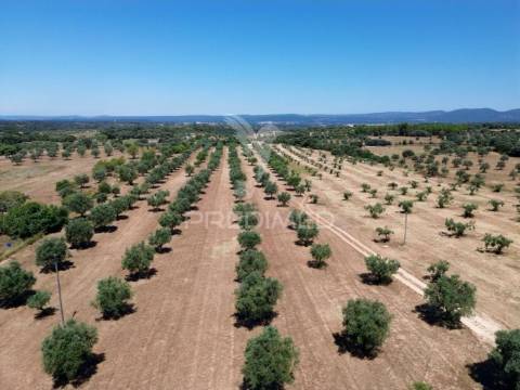 Quinta rural com olival, com uma área de 42,480m2 vaqueiros, santarém