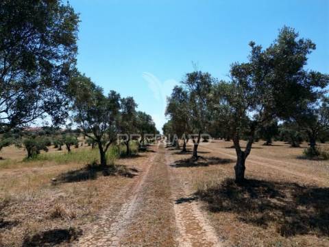 Quinta rural com olival, com uma área de 42,480m2 vaqueiros, santarém