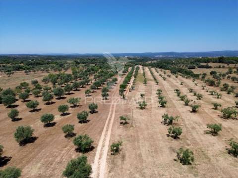 Quinta rural com olival, com uma área de 42,480m2 vaqueiros, santarém