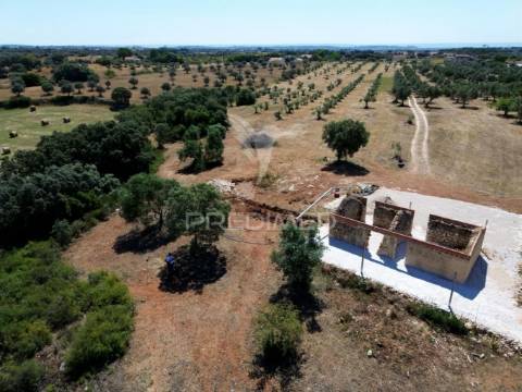 Quinta rural com olival, com uma área de 42,480m2 vaqueiros, santarém