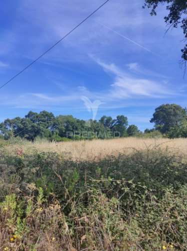 Terreno rústico - pai de aviz, tomar