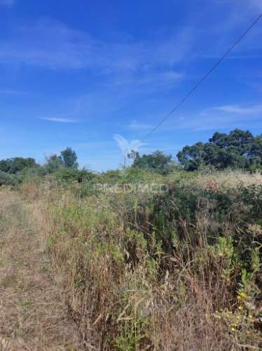 Terreno rústico - pai de aviz, tomar
