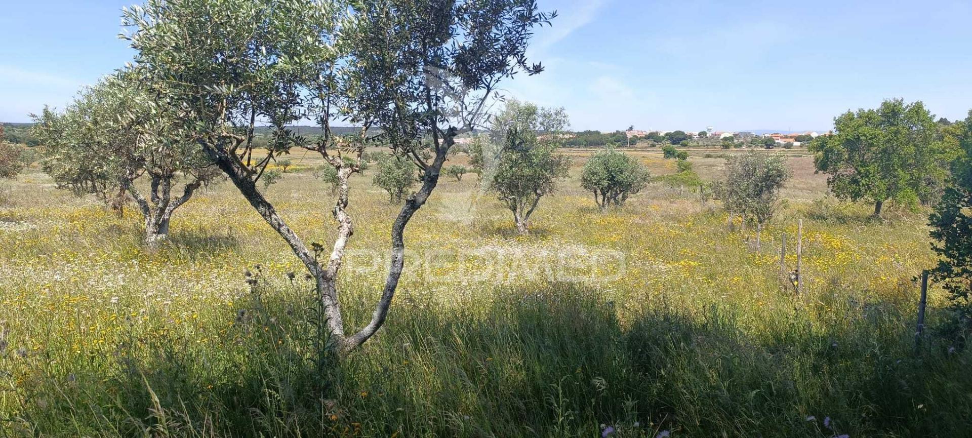 Terreno em tolosa, nisa