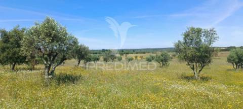 Terreno em tolosa, nisa