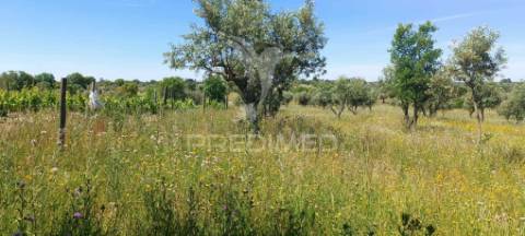 Olival em tolosa, nisa