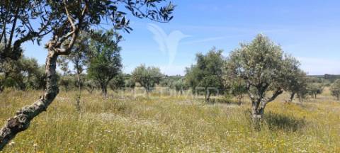 Olival em tolosa, nisa