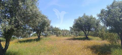 Olival em tolosa, nisa