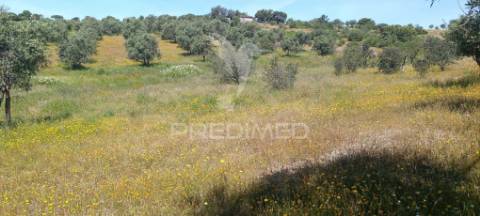 Olival em tolosa, nisa