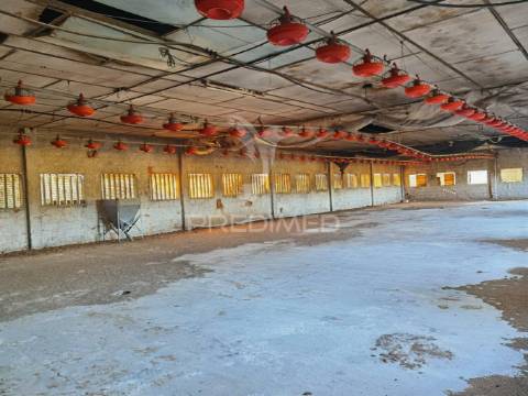 Oportunidade única de negócio - aviário em almajões, santarém