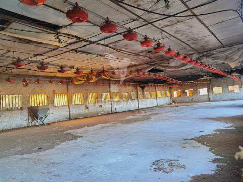 Oportunidade única de negócio - aviário em almajões, santarém