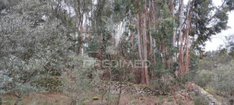 Quinta agrícola em marvão