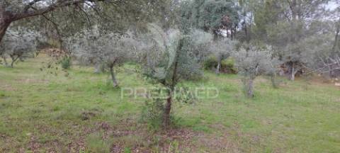 Quinta agrícola em marvão