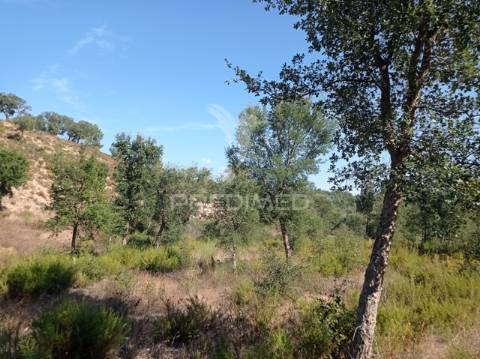 Herdade 44 hectares em margem, gavião