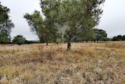 Terreno rústico em alto da chã - alcanena!