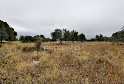 Terreno rústico em alto da chã - alcanena!