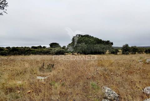 Terreno rústico em alto da chã - alcanena!