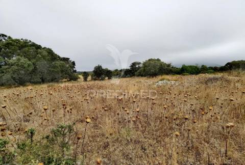 Terreno rústico em alto da chã - alcanena!