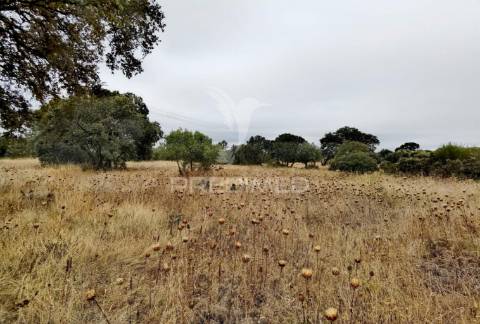 Terreno rústico em alto da chã - alcanena!