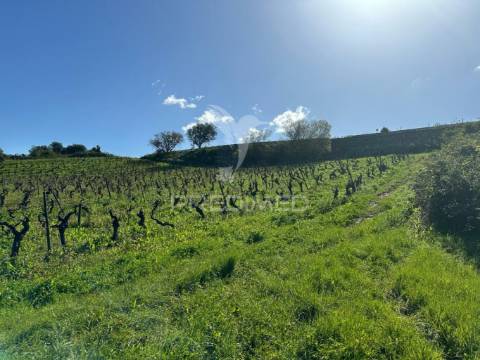 Terreno rústico com vinha