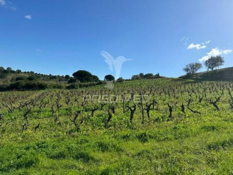 Terreno rústico com vinha