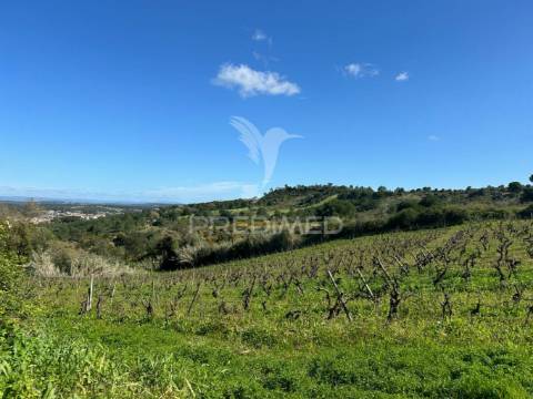 Terreno rústico com vinha