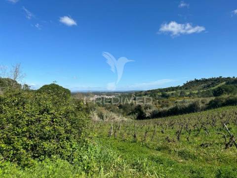 Terreno rústico com vinha