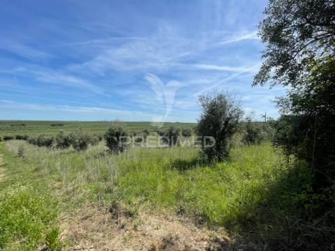 Terreno perto da vila de avis