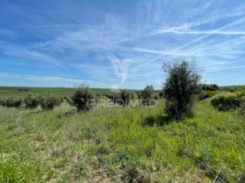 Terreno perto da vila de avis