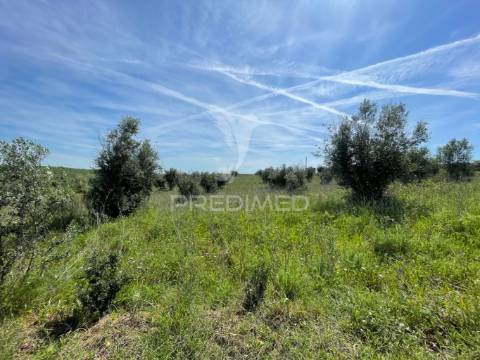 Terreno perto da vila de avis