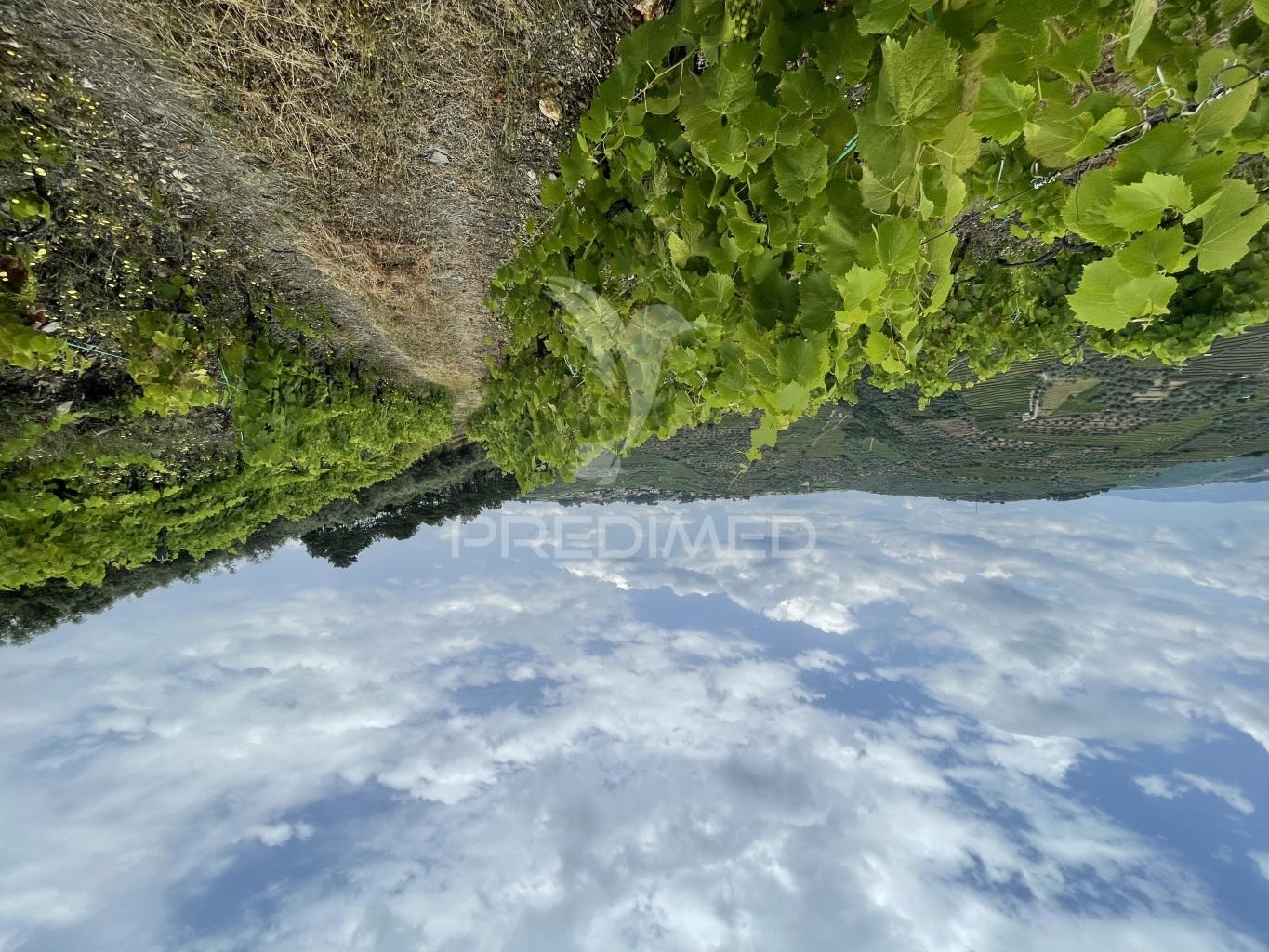 Quinta no alto douro vinhateiro
