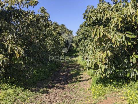 Terreno misto e ruína em vila nova de cacela, constroi 300m2